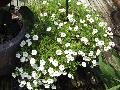 Million Bells / Calibrachoa x hybrida